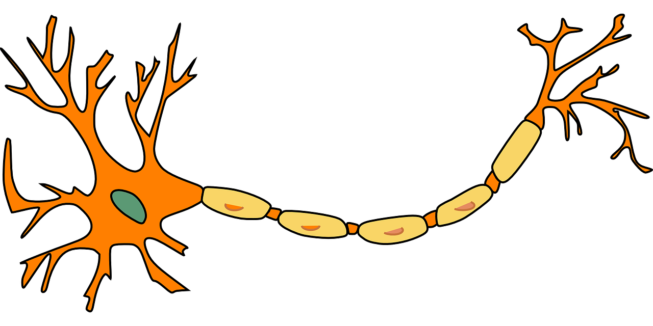 neuron, nerve cell, axon