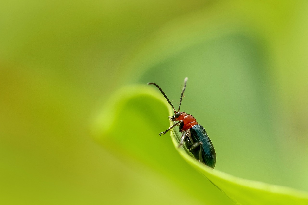 insect, nature, beetle