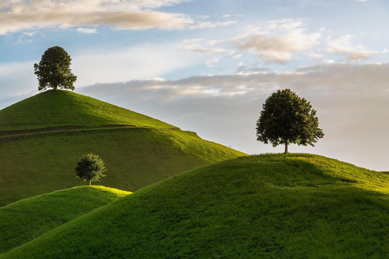 hill, tree, drumlin