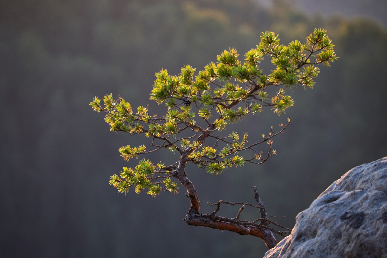 pine, tree, branch