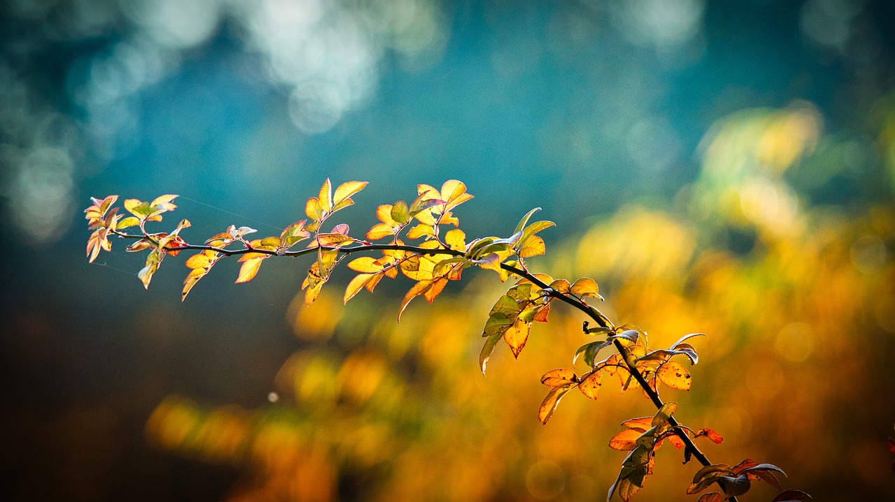 branch, leaves, autumn