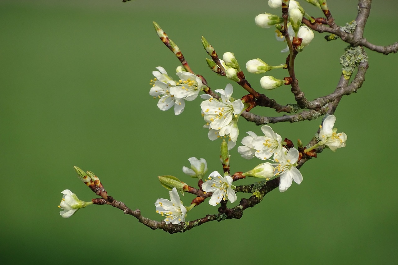 flowering branch, spring, bud