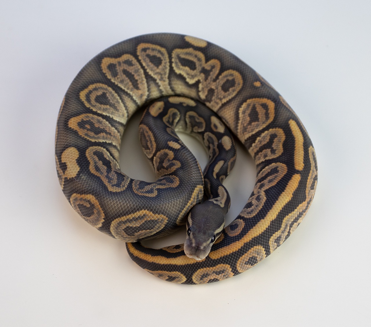 ball python, snake, reptile