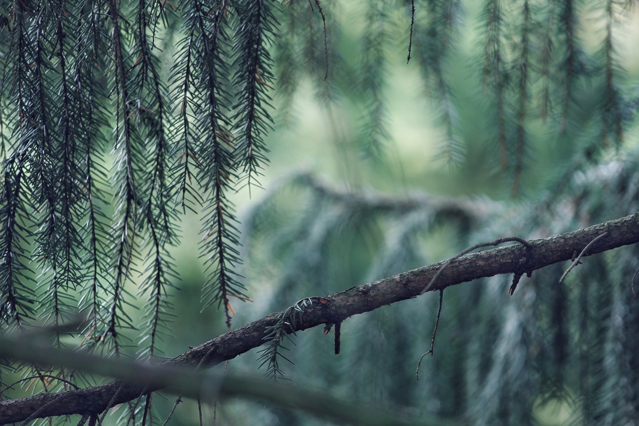 conifer, needles, green