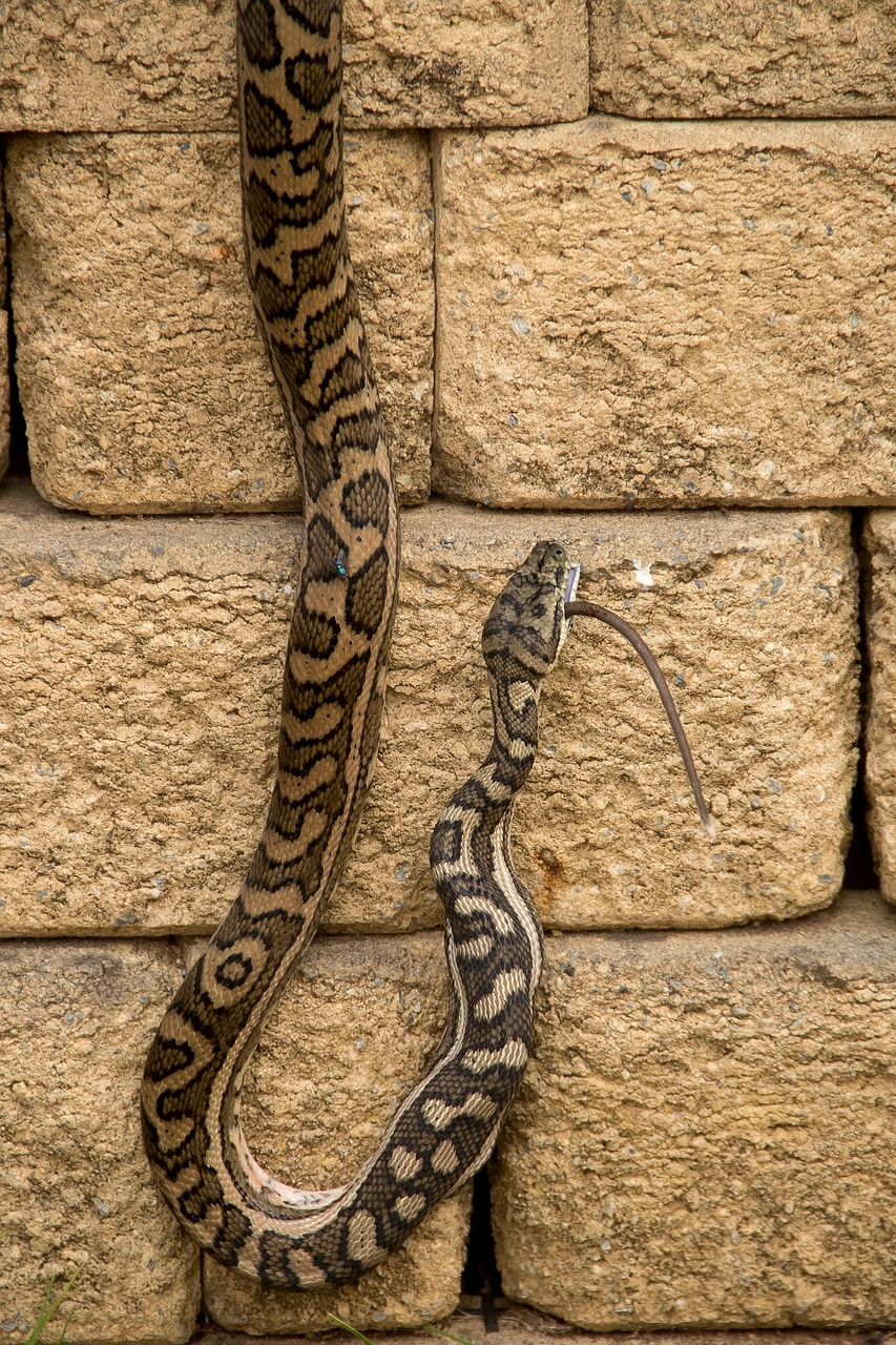 carpet python, python, eating