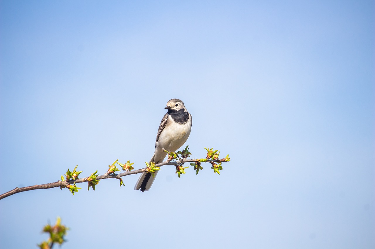 wagtail, bird, branch