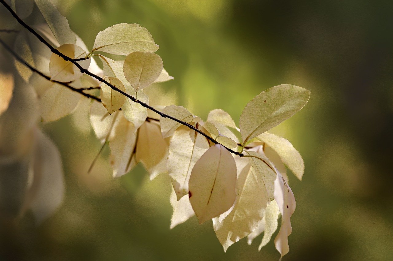 leaves, plant, sprig