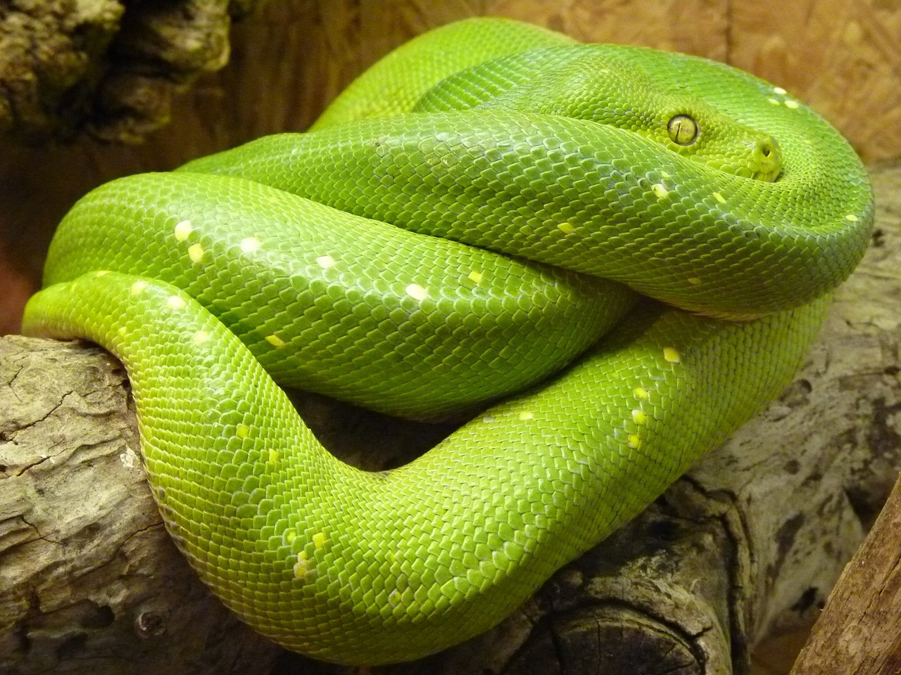 green tree python, morelia viridis, line